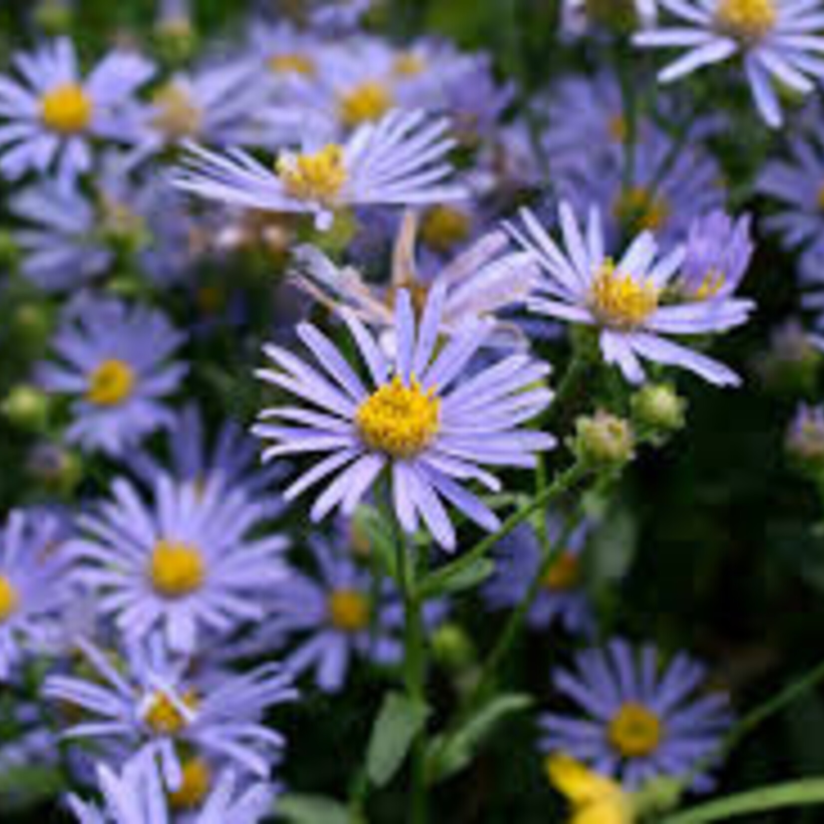 Aster amellus - bergaster