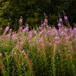 Epilobium angustifolium