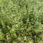 Galium mollugo spp. erectum