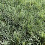 Koeleria glauca