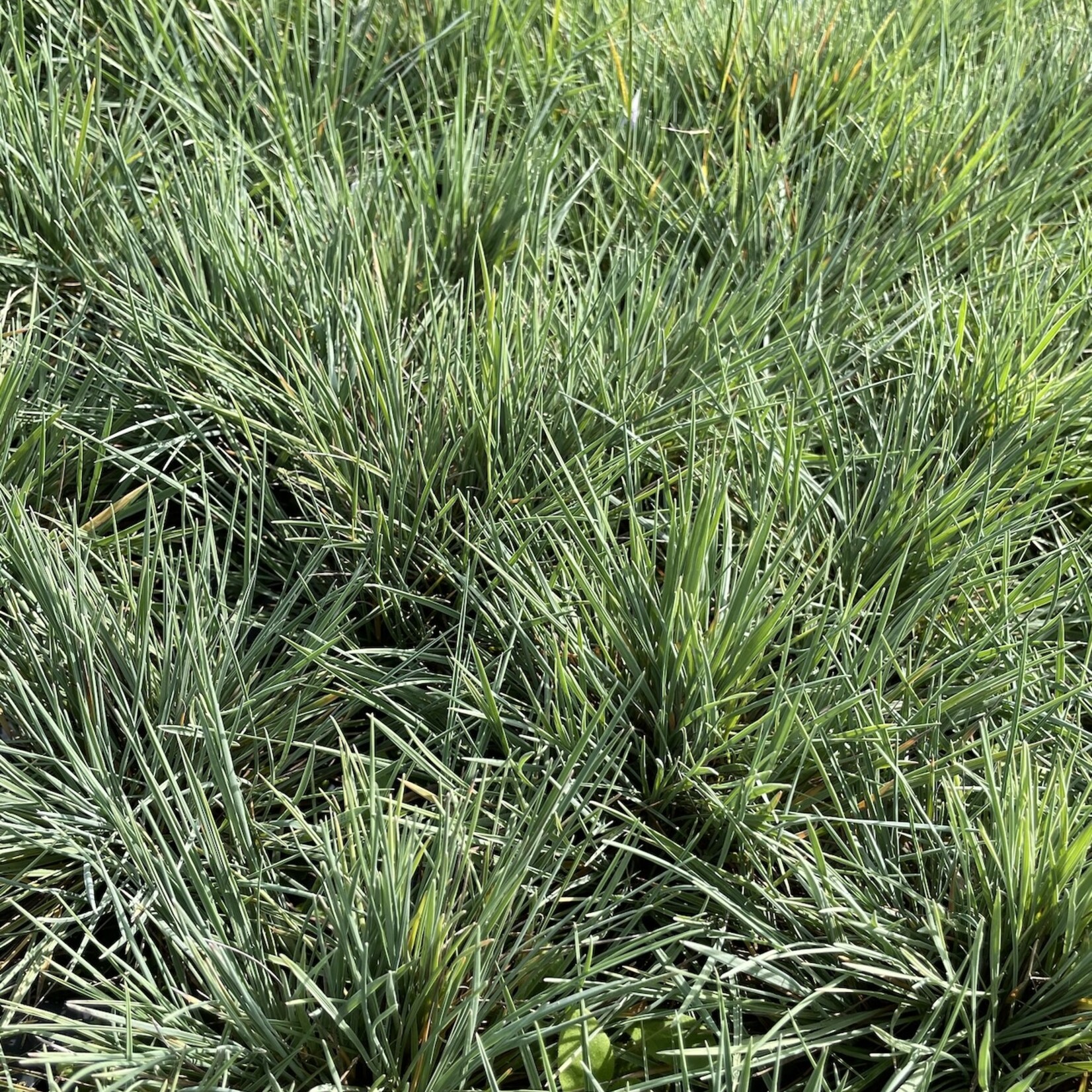 Koeleria glauca - Duinfakkelgras