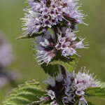 Mentha aquatica