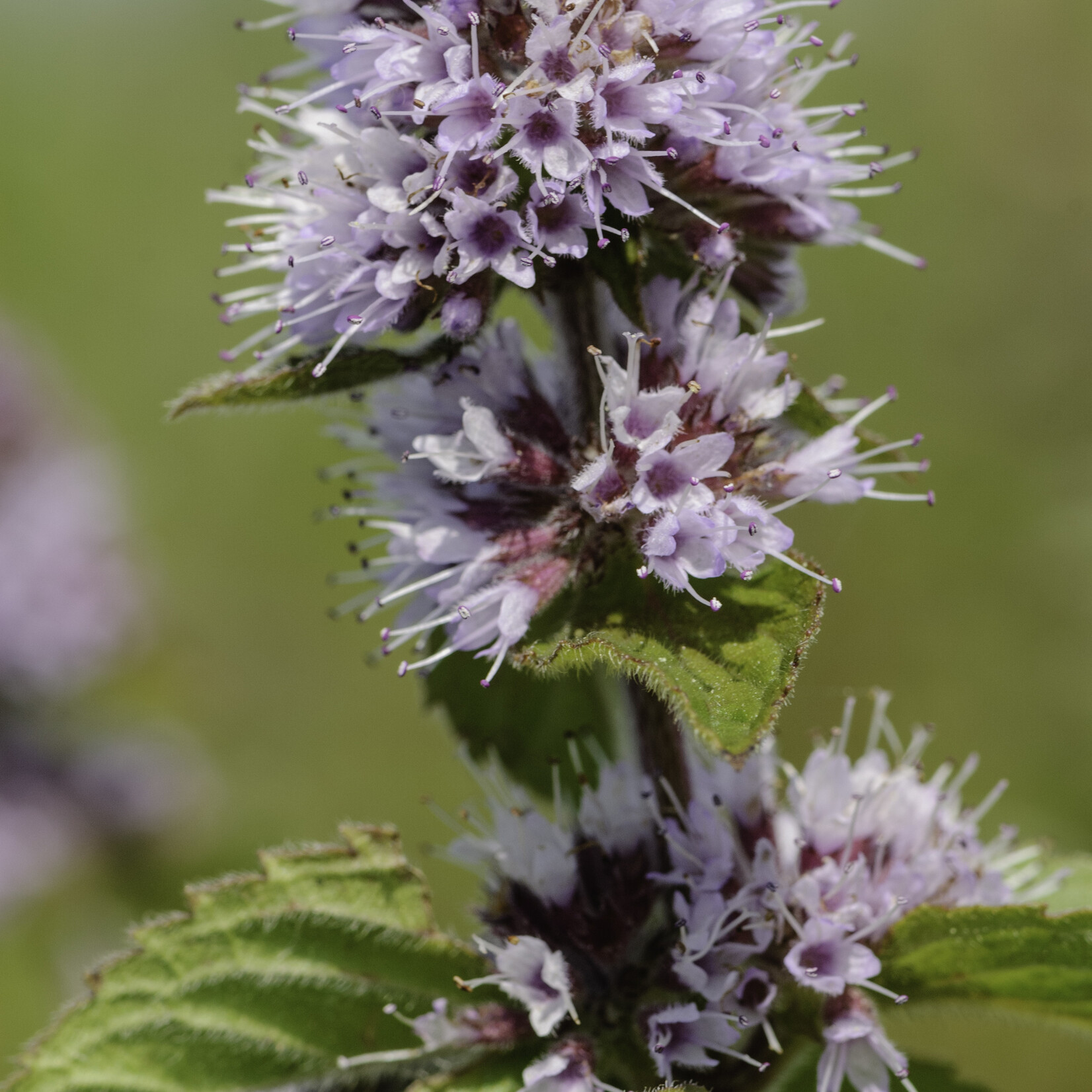 Mentha aquatica - watermunt
