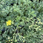 Potentilla verna