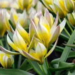 Tulipa tarda
