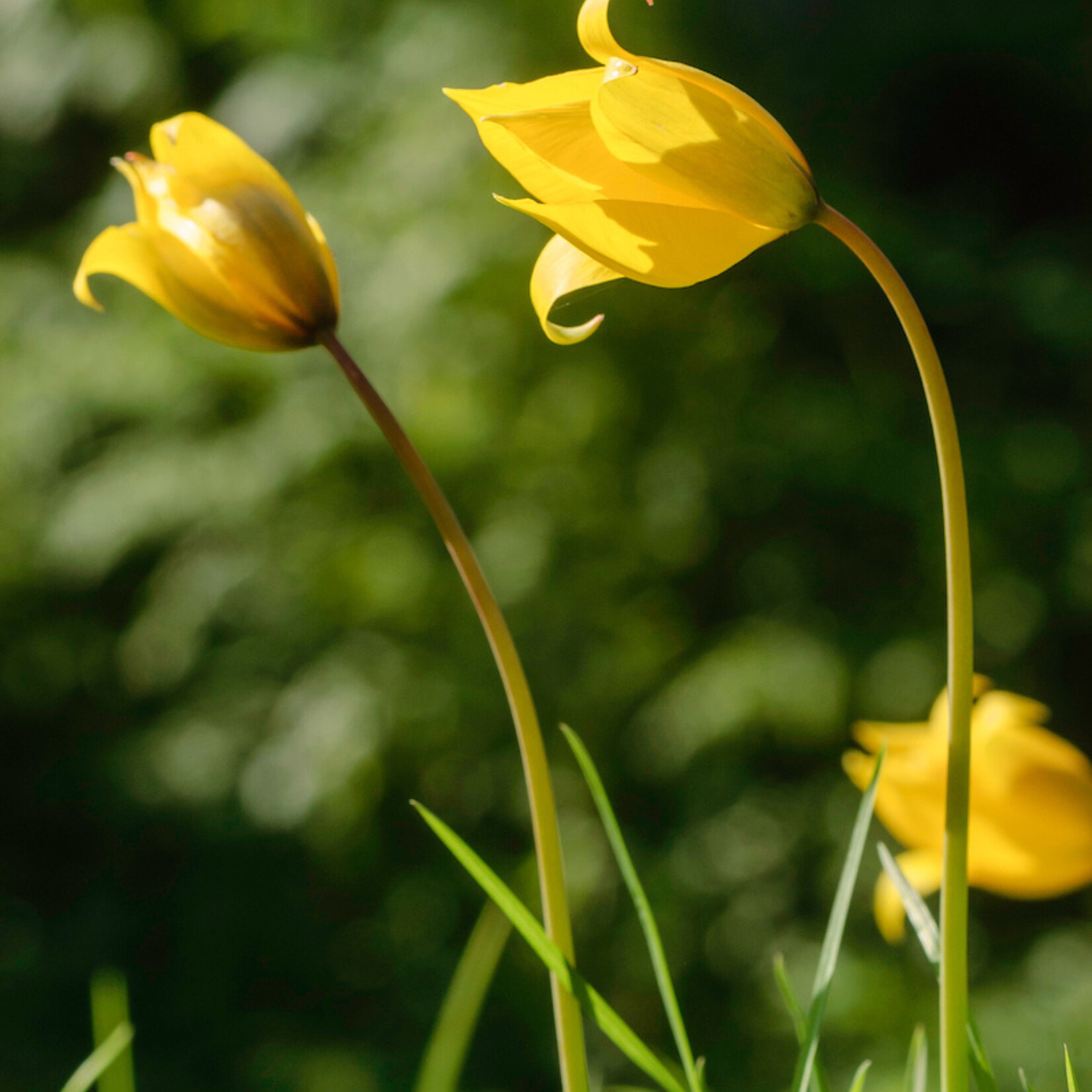 Tulipa sylvestris - Bostulp
