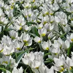Tulipa polychroma