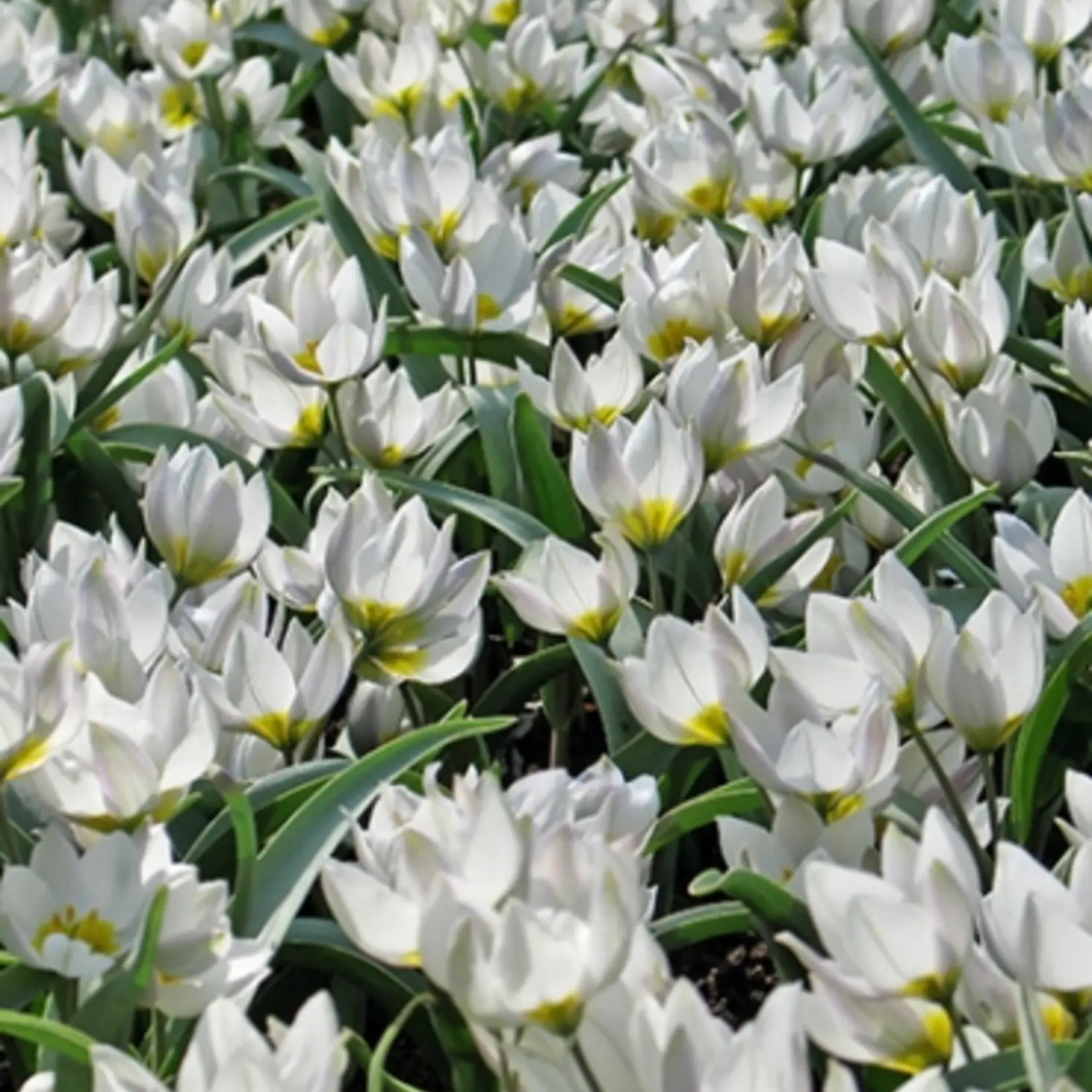 Tulipa polychroma - dwerg tulp