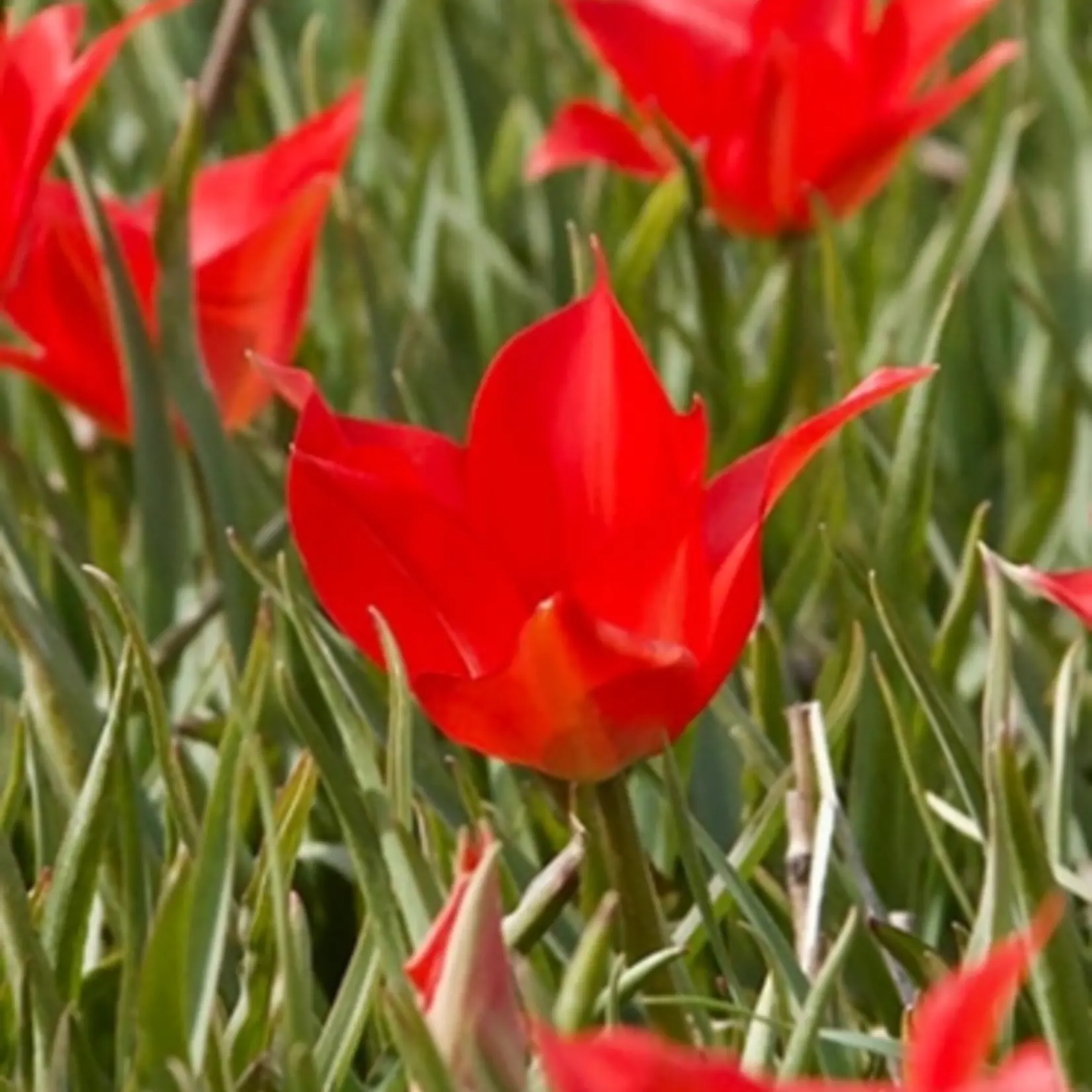 Tulipa linifolia - wilde tulp