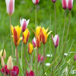 Tulipa 'Botanische mix'