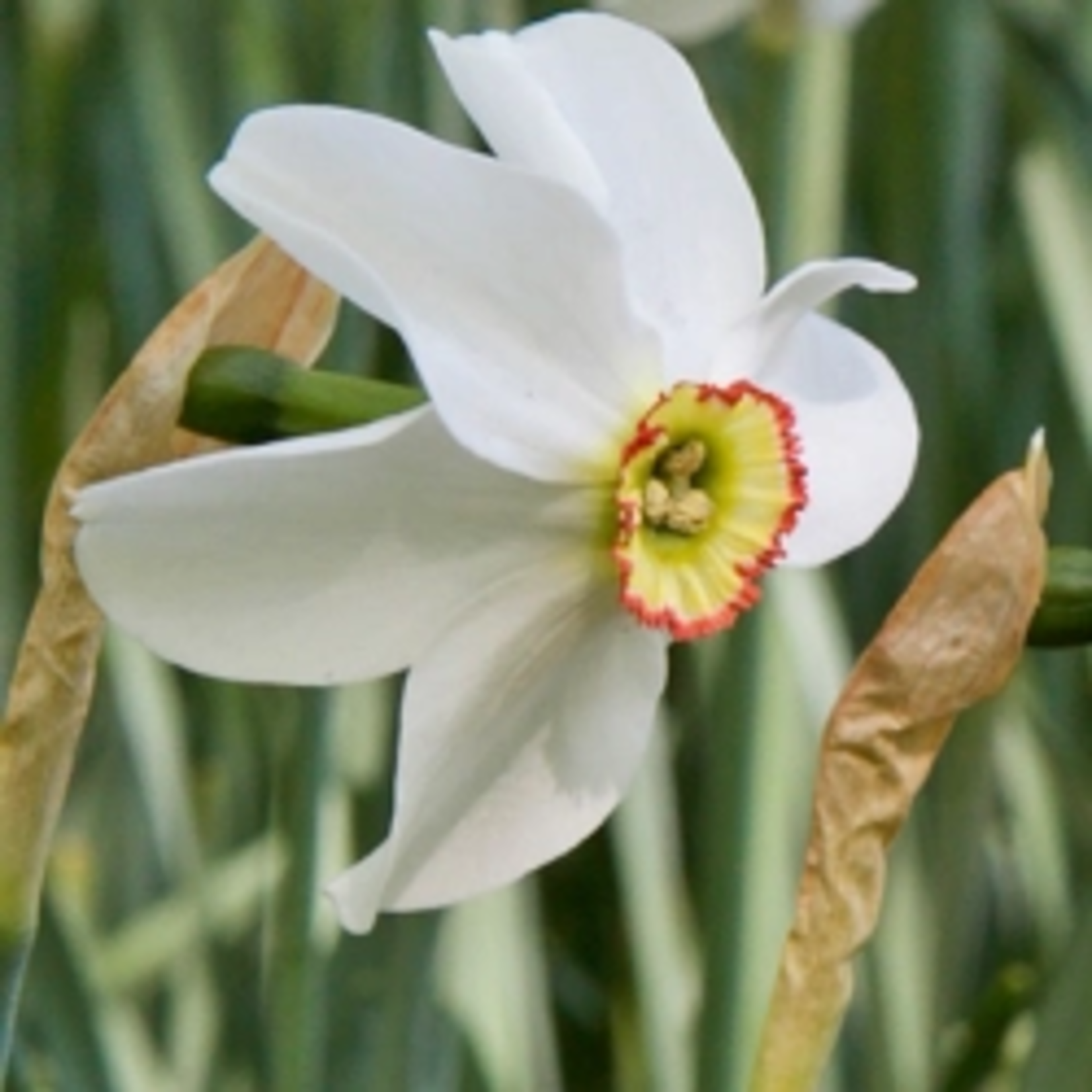 Narcisssus poeticus recurvus - fazantenoog