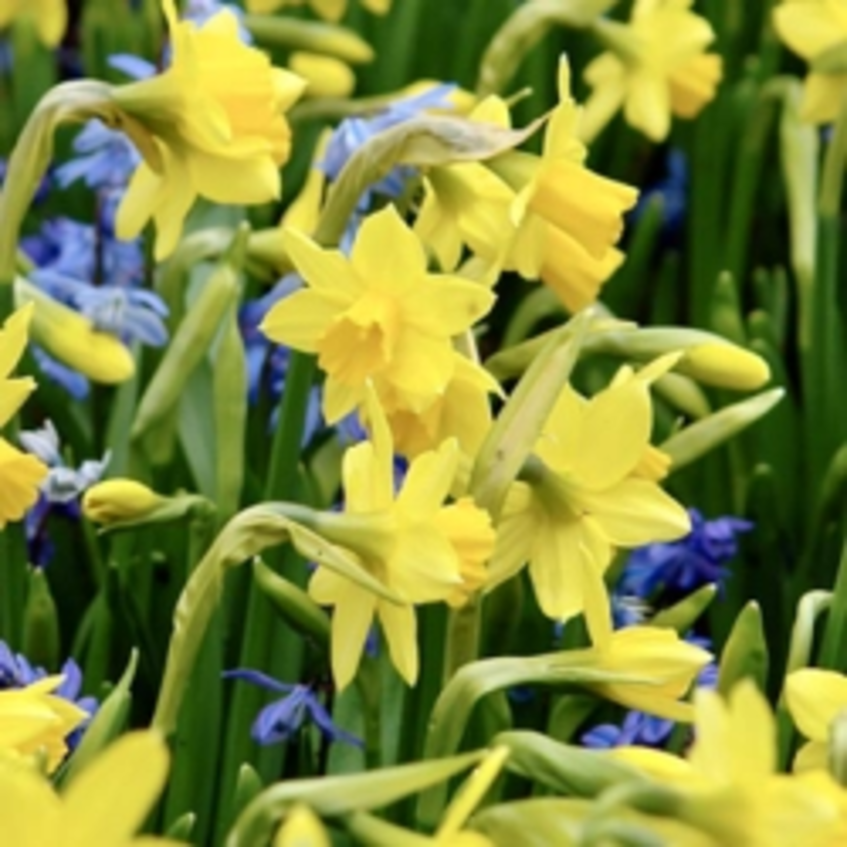 Narcissus 'Tête à tête'