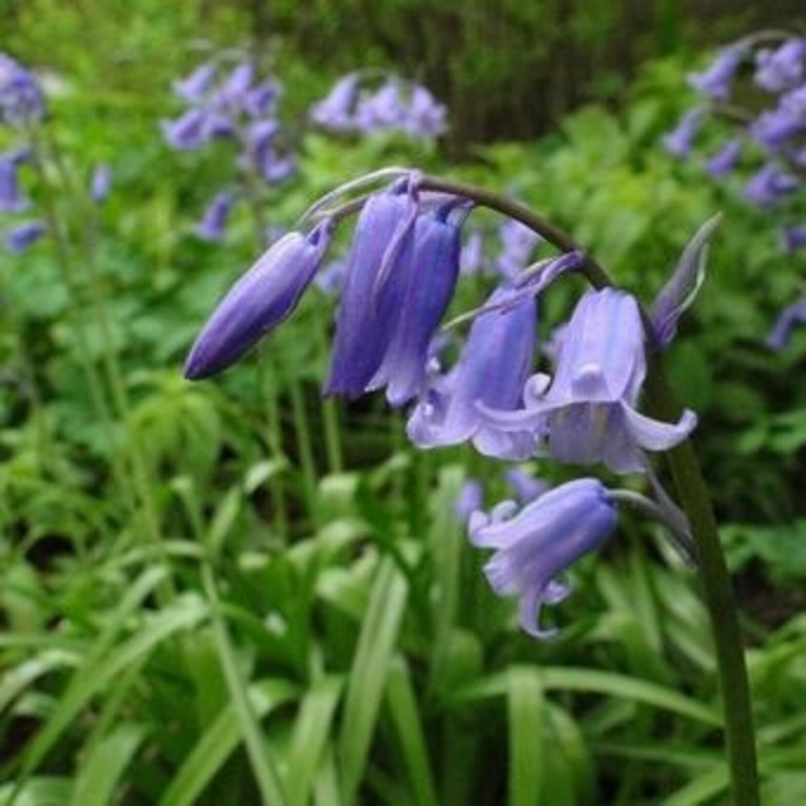 Hyacinthoides non-scripta - Wilde hyacint of boshyacint