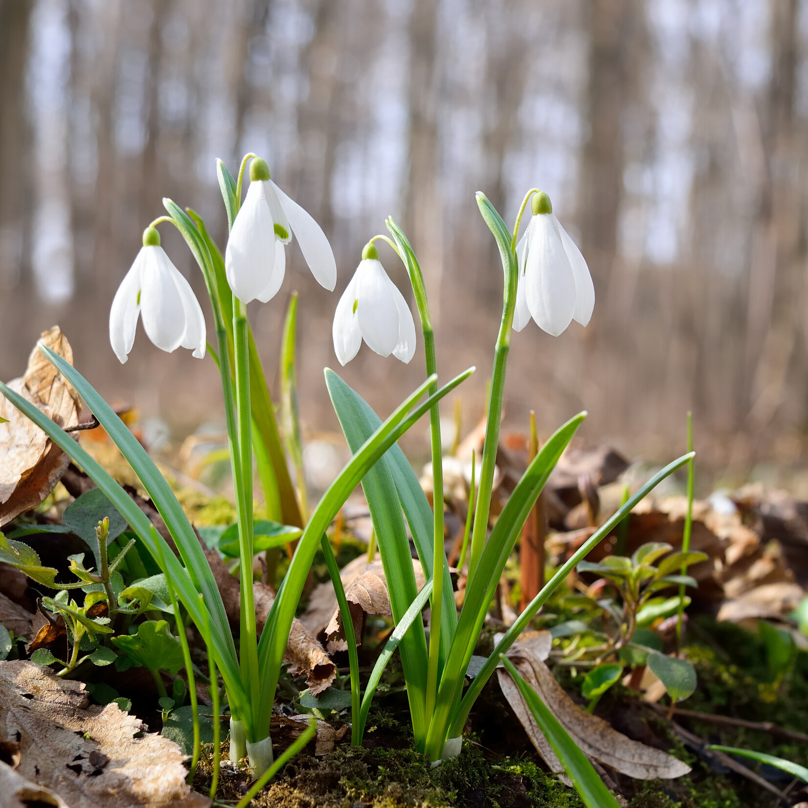 Galanthus nivalis - Gewoon Sneeuwklokje