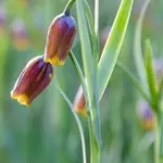 Fritillaria uva-vulpis