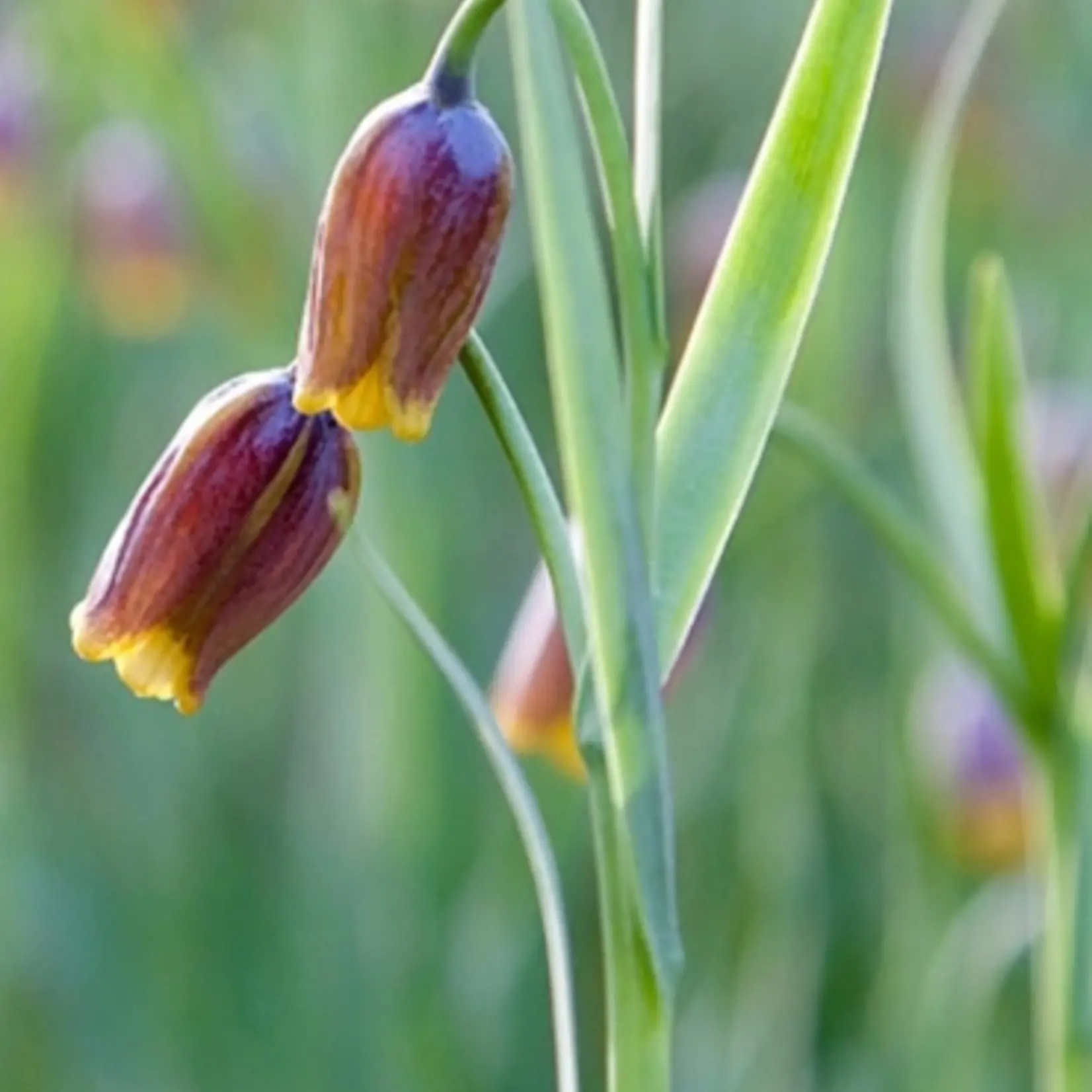 Fritillaria uva-vulpis - Vossendruif