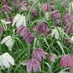 Fritillaria meleagris mix