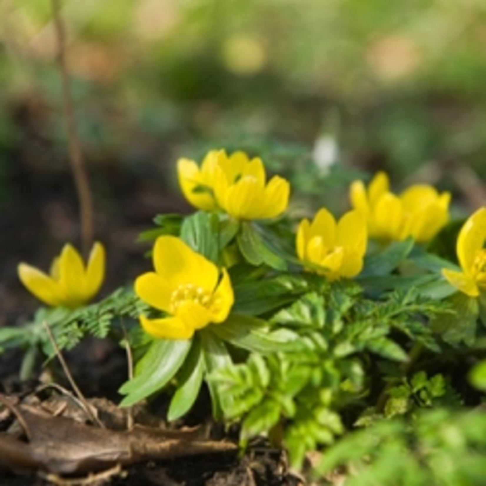 Eranthis cilicica - Winterakoniet