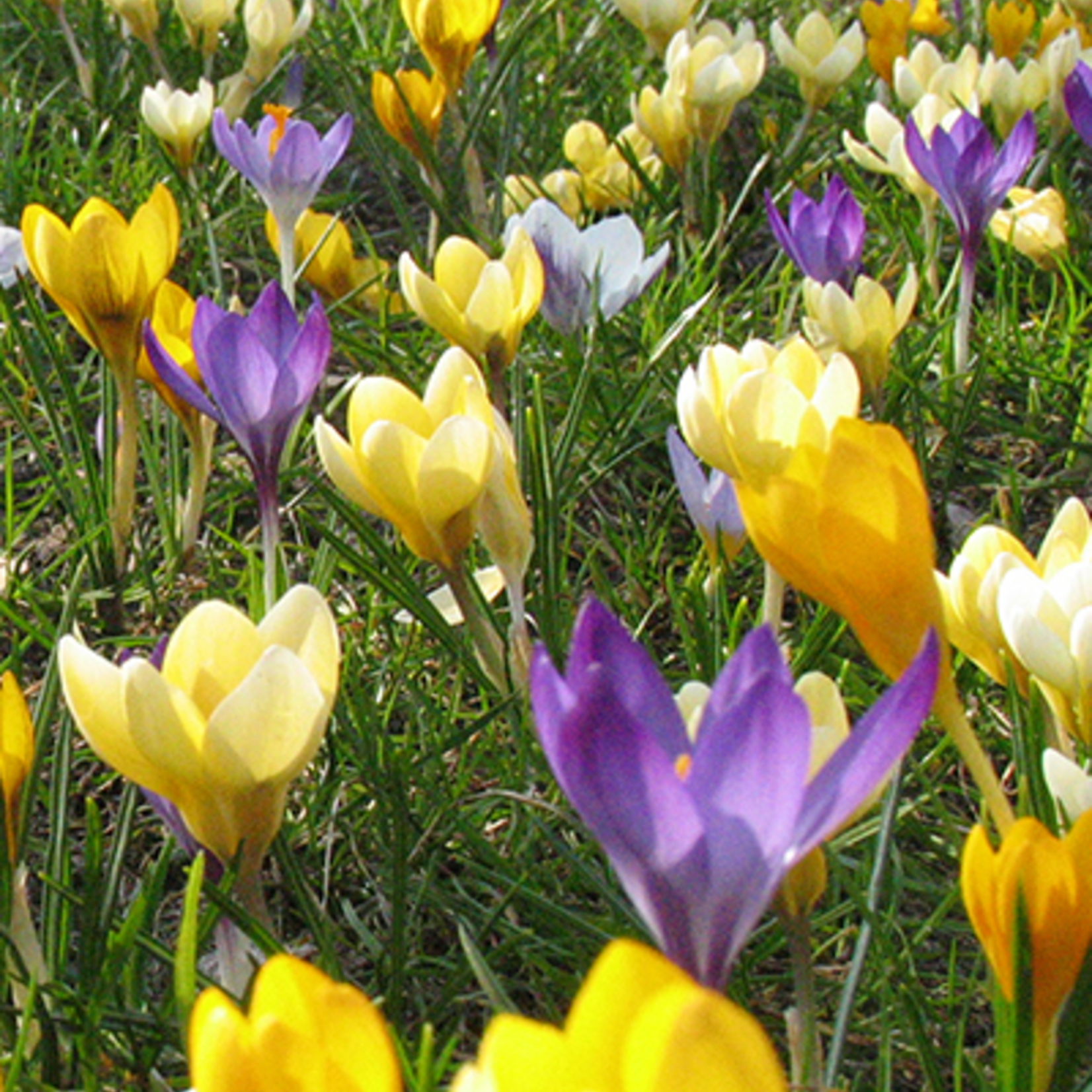 Crocus 'Botanische mix'