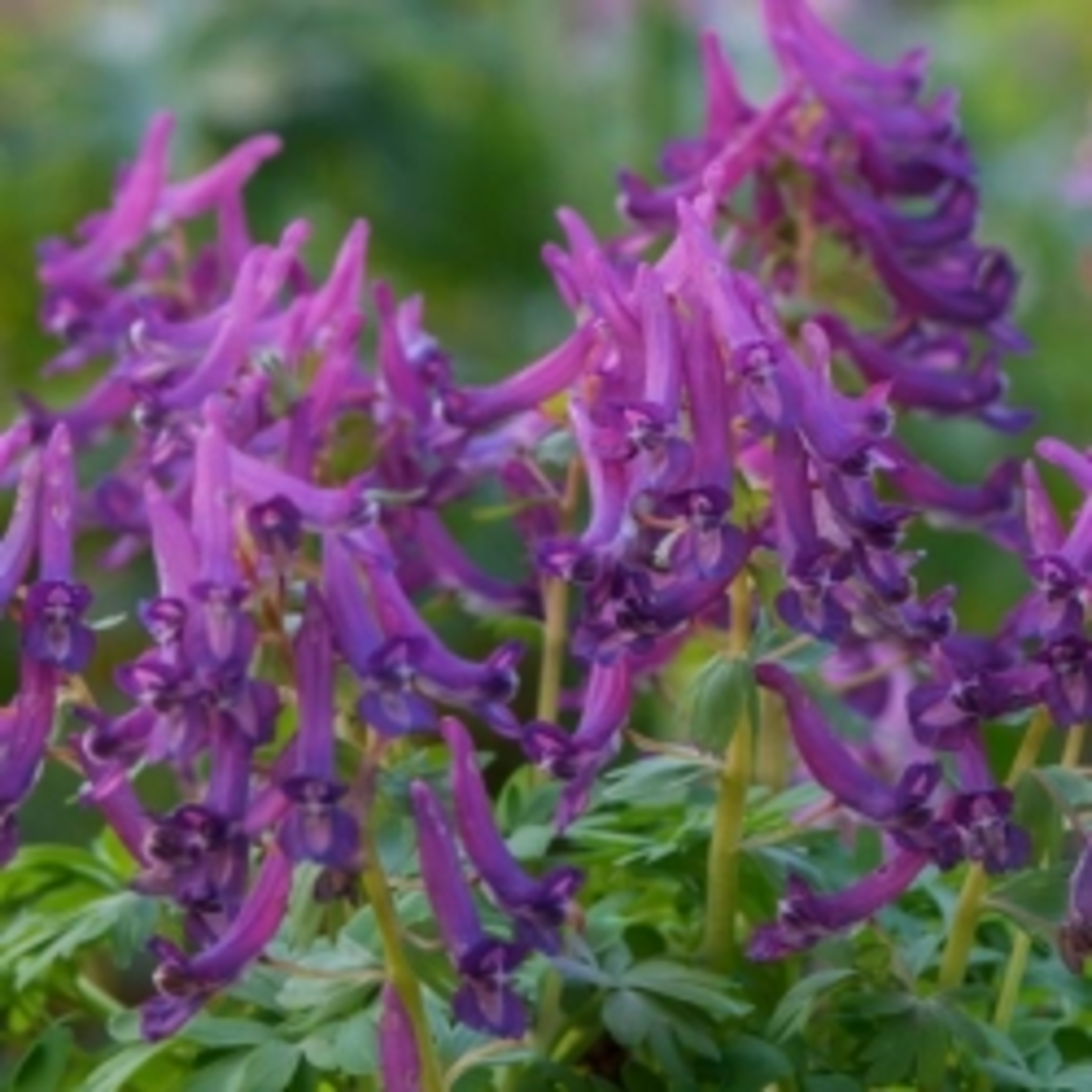 Corydalis cava - Holwortel