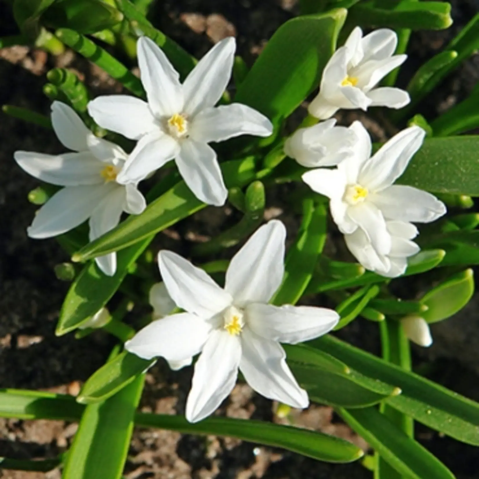 Chionodoxa luciliae 'Alba' - wit kleine sneeuwroem