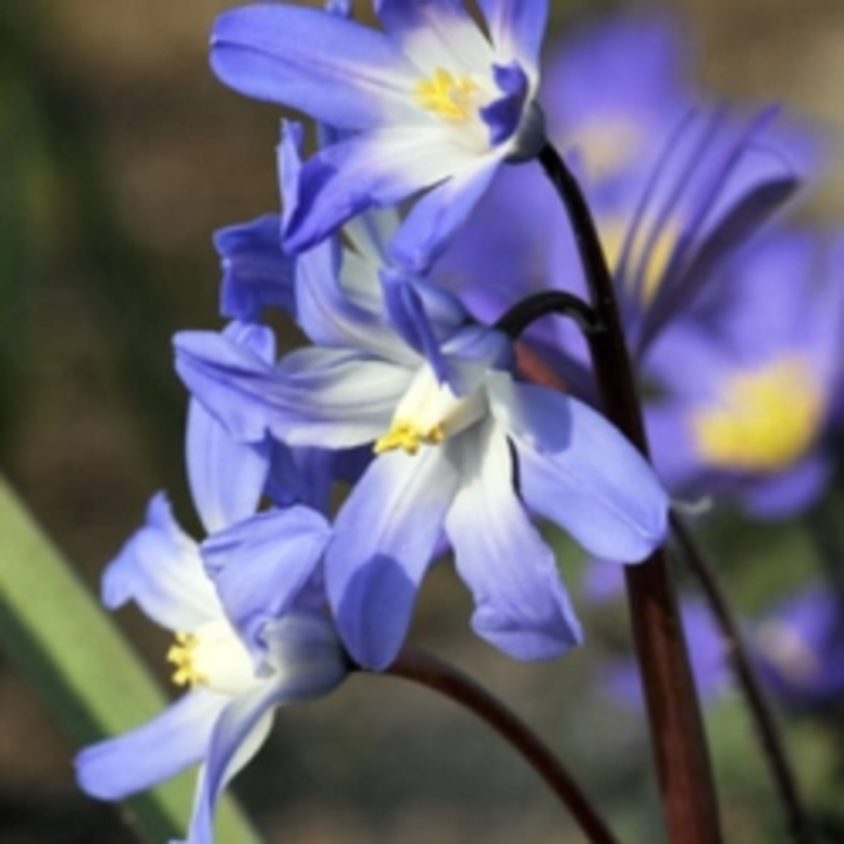Chionodoxa luciliae - Kleine sneeuwroem