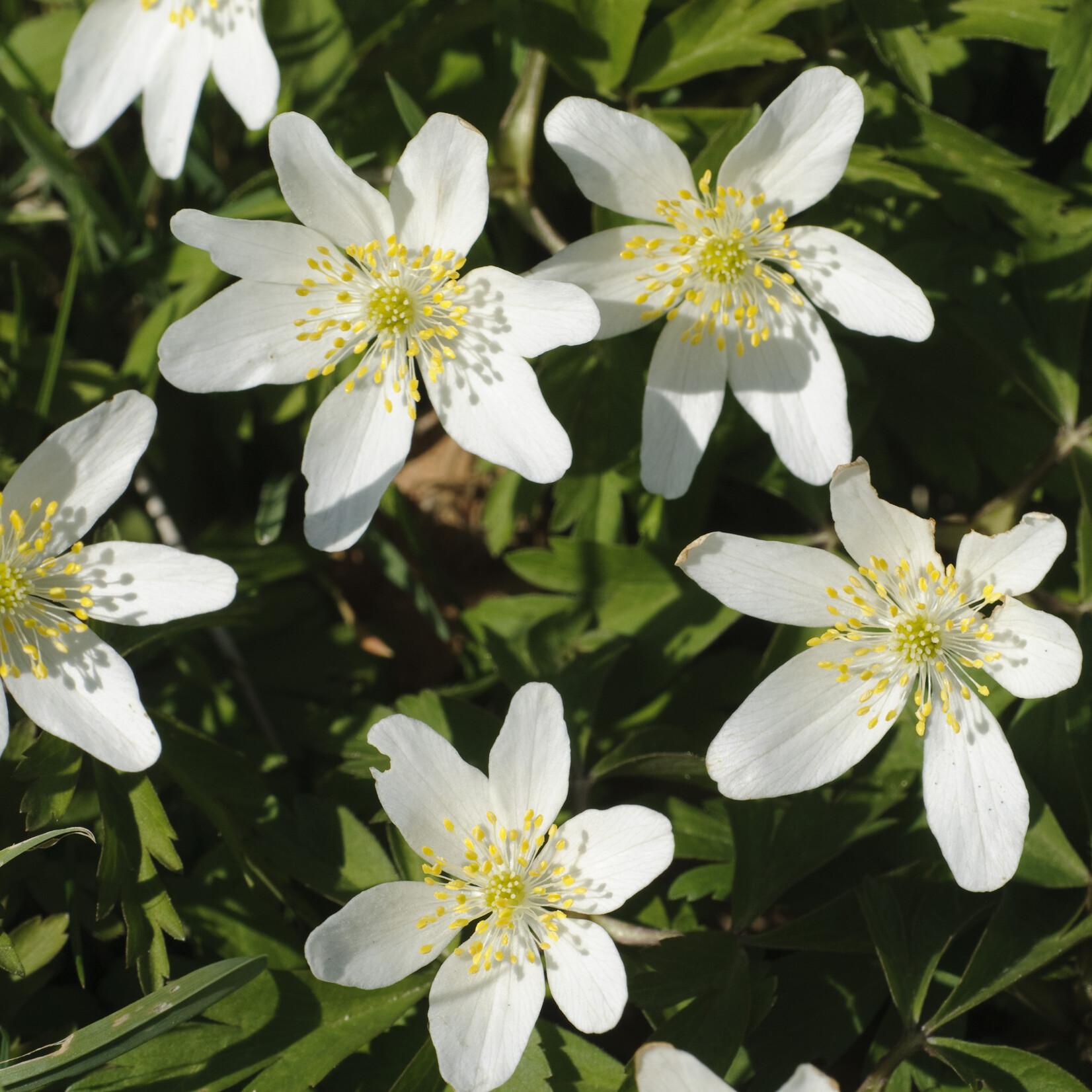 Anemone nemorosa - bosanemoon
