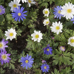 Anemone blanda 'gemengd'
