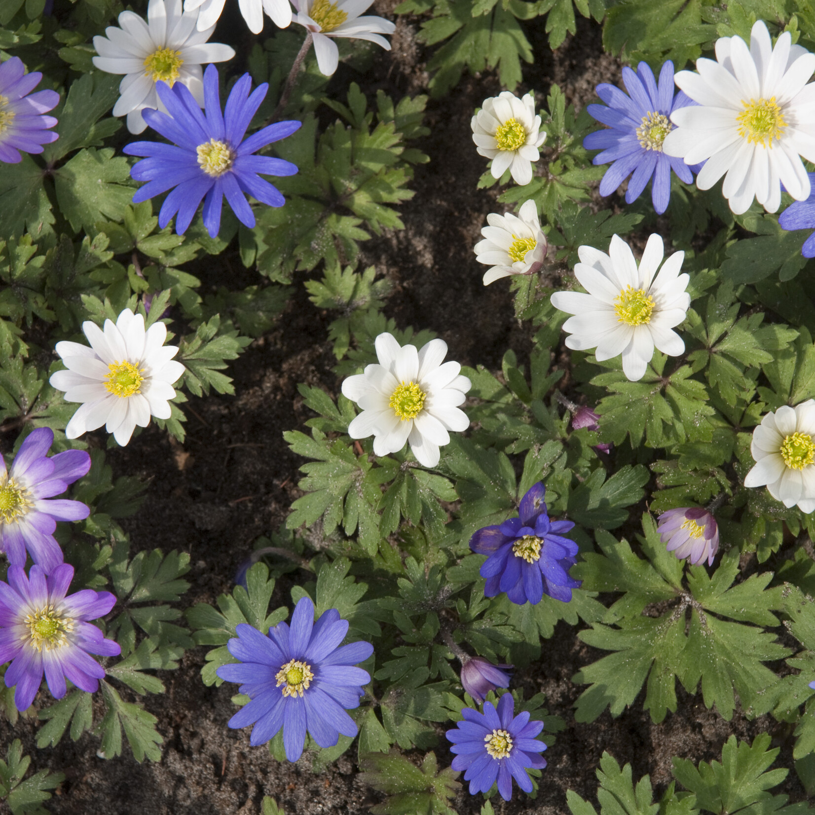 Anemone blanda 'gemengd' - Oosterse anemoon