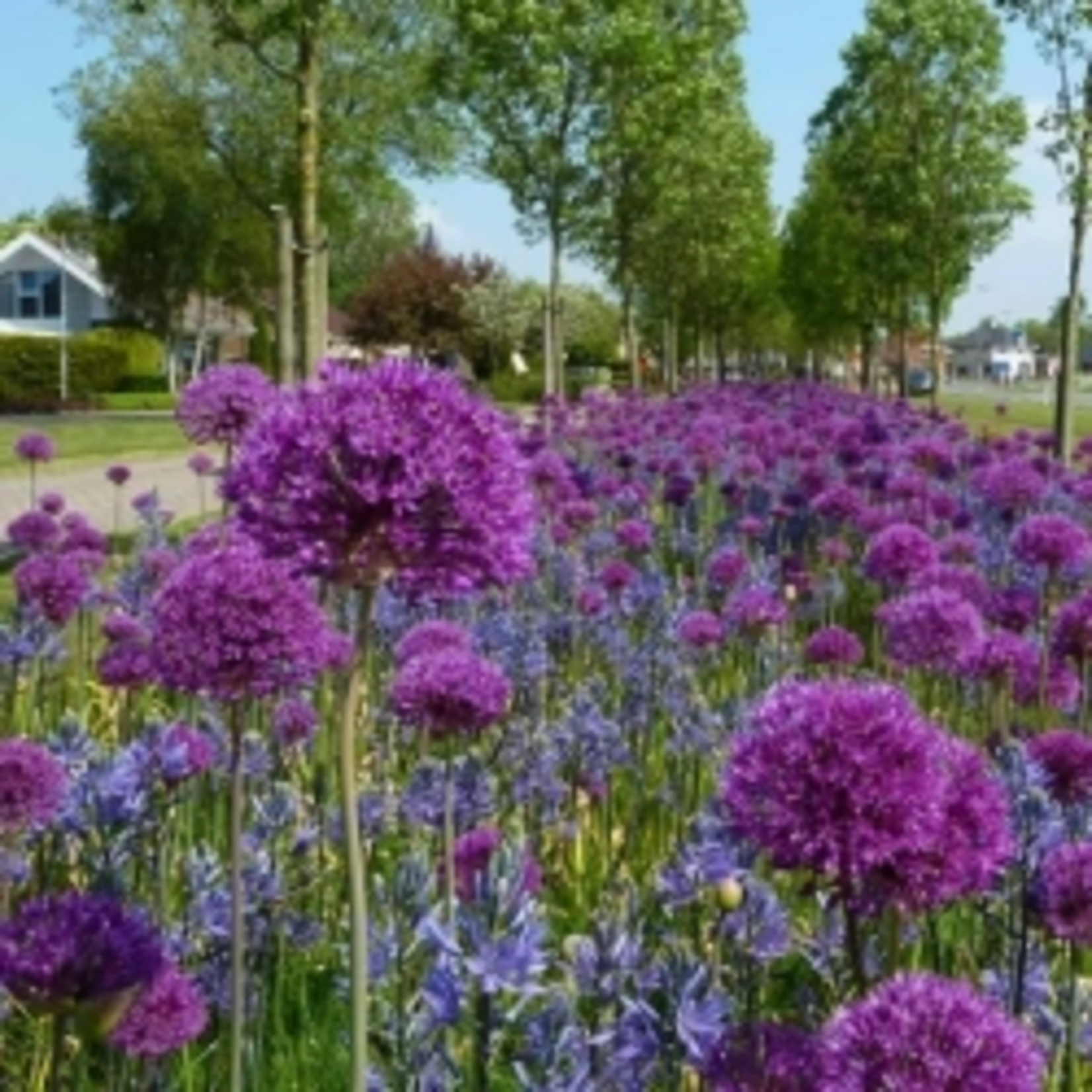 Allium 'Purple Sensation' - sierui