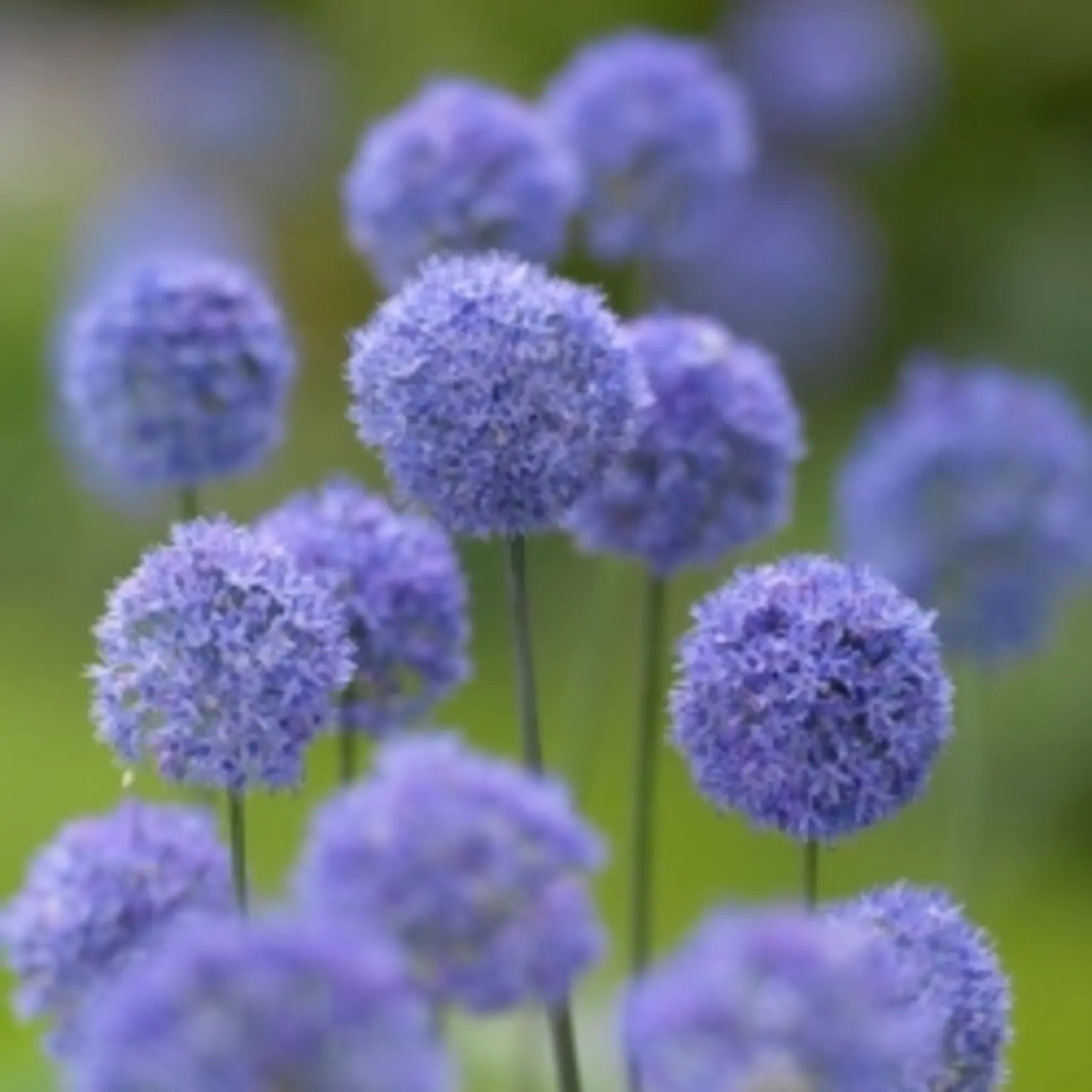 Allium caeruleum - blauwe look