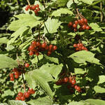 Viburnum opulus