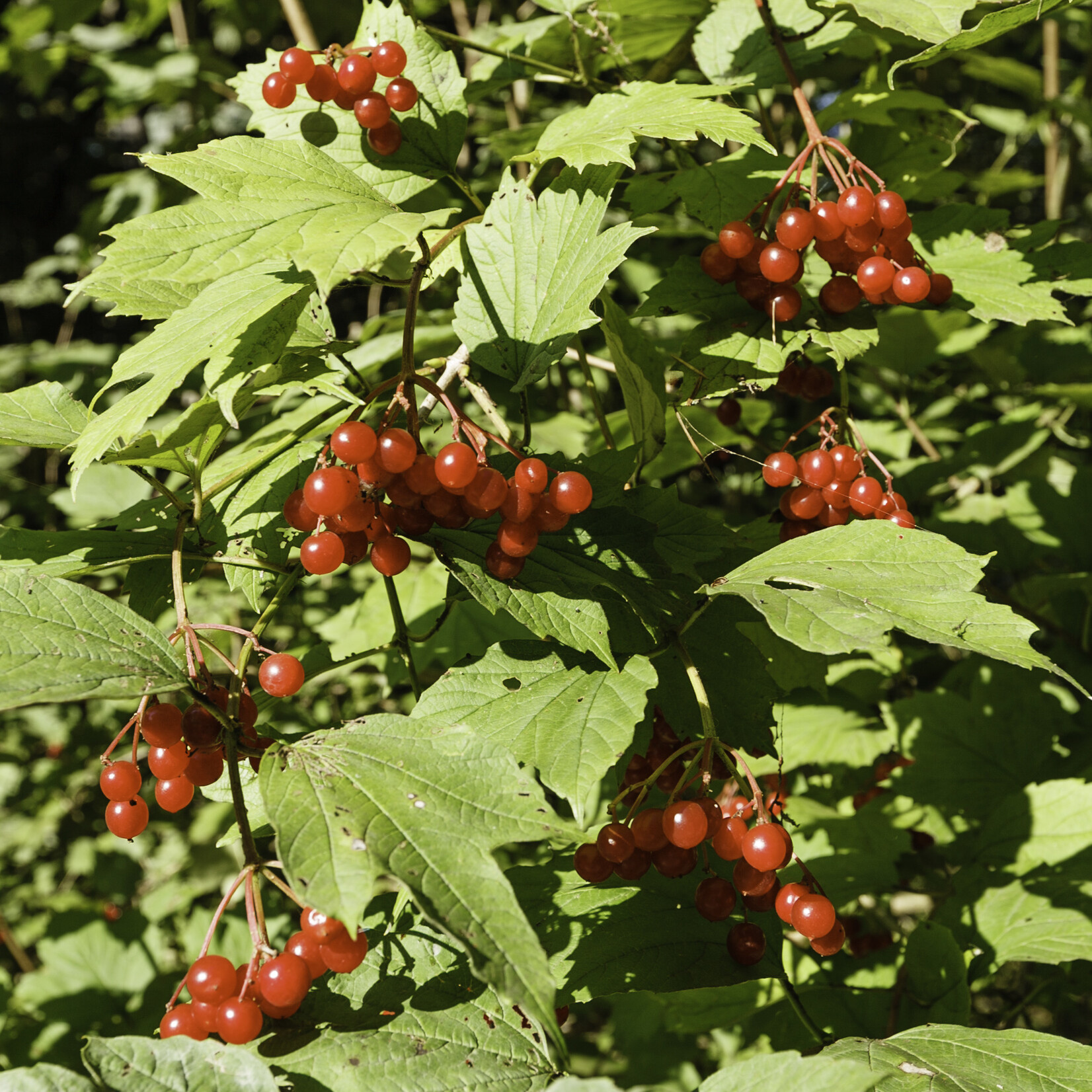 Viburnum opulus - gelderse roos
