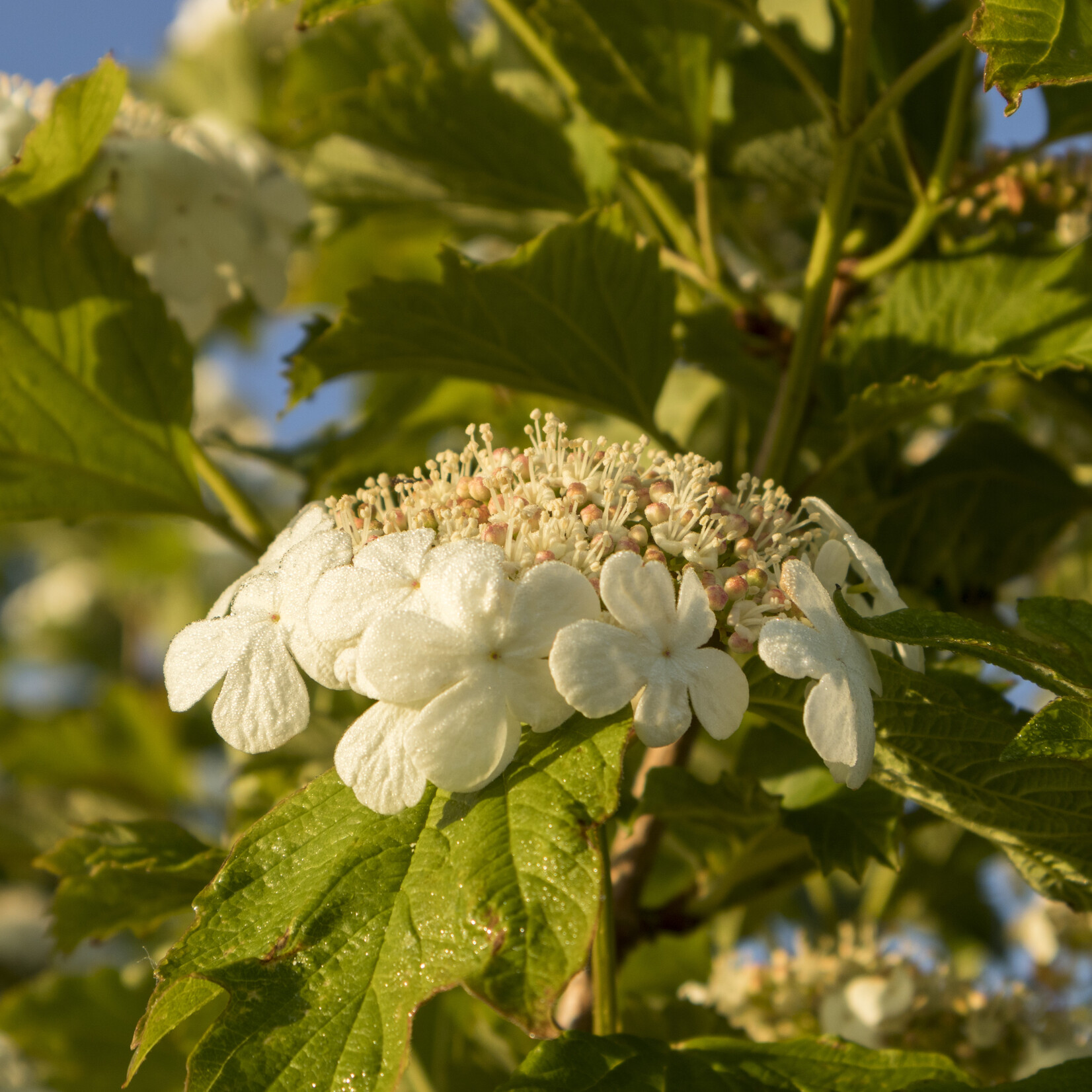 Viburnum opulus - gelderse roos