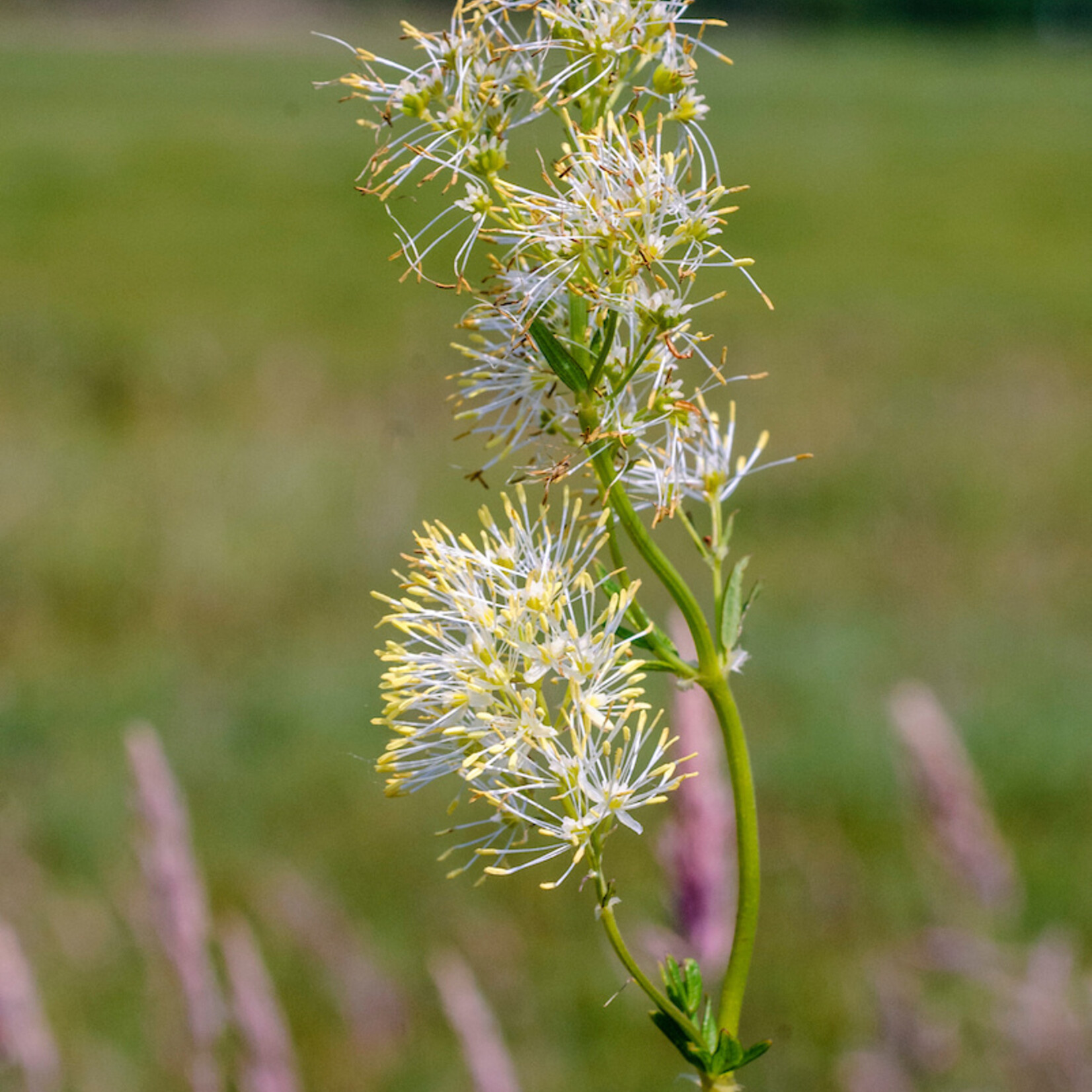 Thalictrum flavum - poelruit