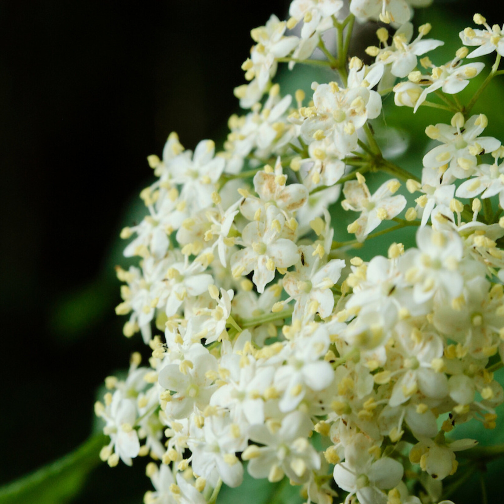Sambucus nigra - gewone vlier