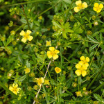 Potentilla erecta