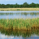Phragmites australis