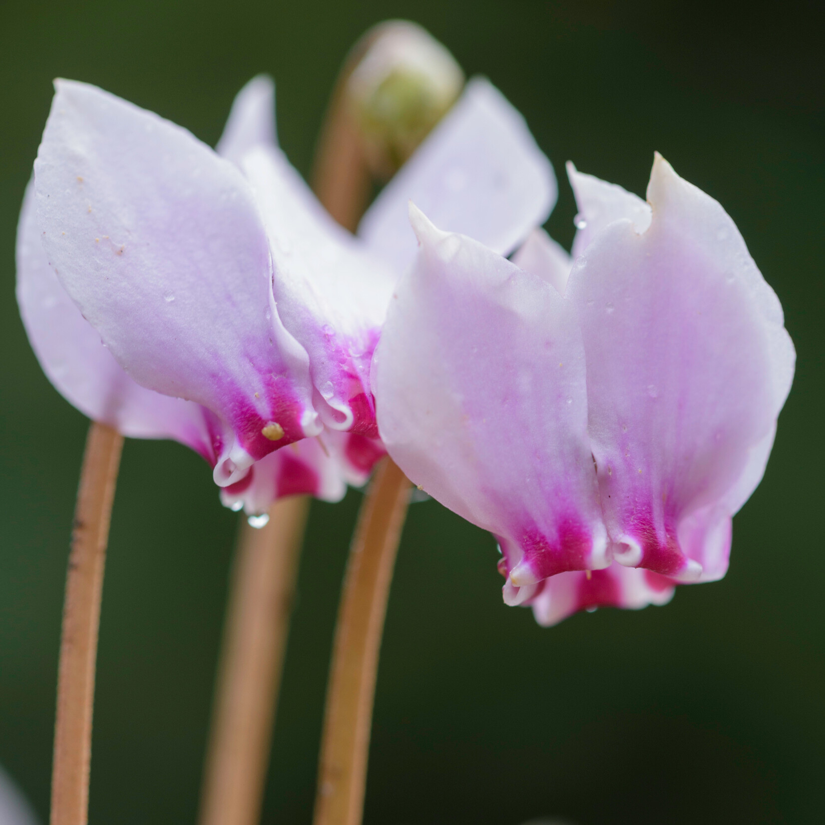 Cyclamen hederifolium - Napolitaanse cyclamen