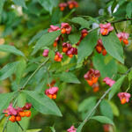 Euonymus europaeus