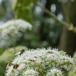 Heracleum sphondylium