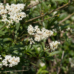 Ligustrum vulgare