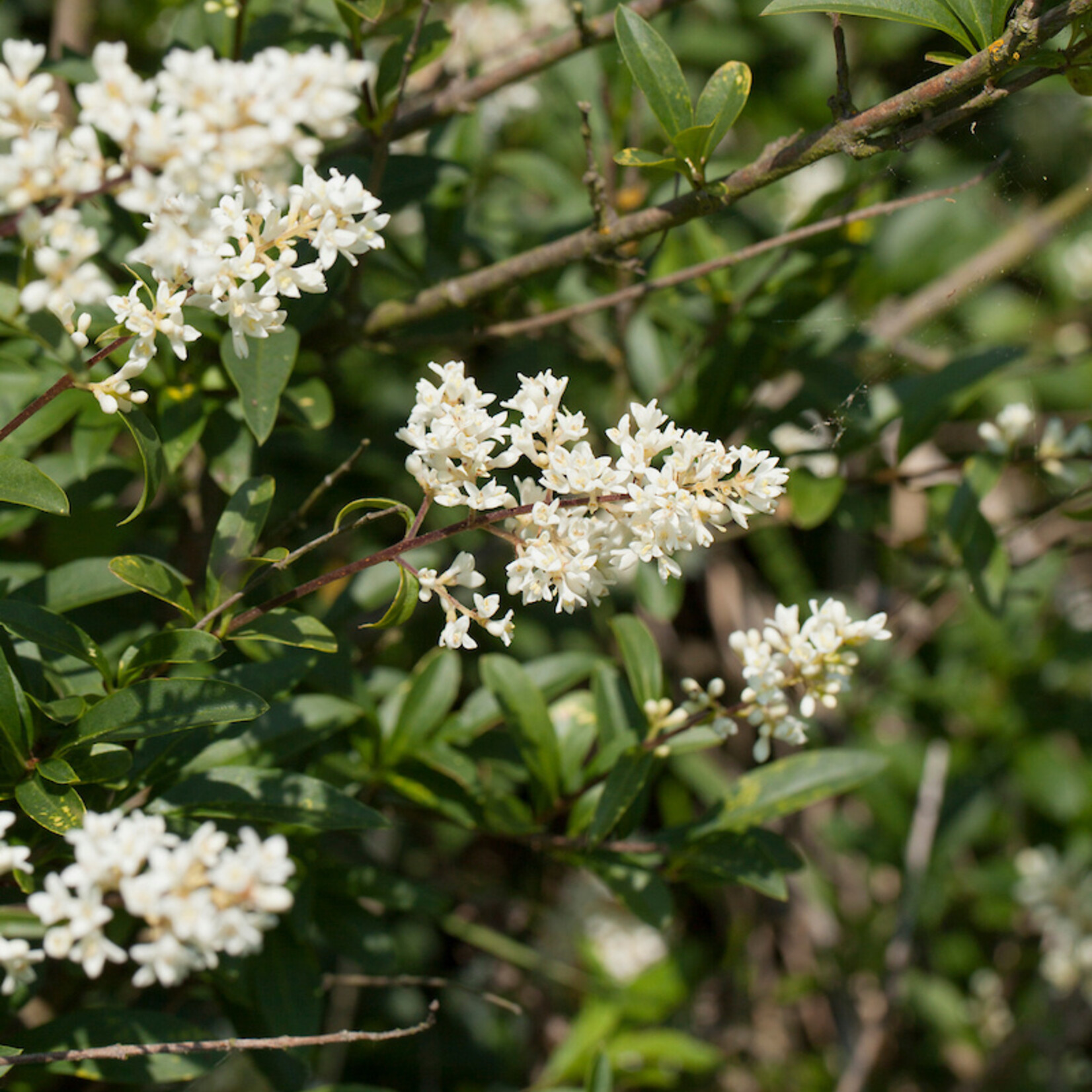 Ligustrum vulgare - wilde liguster