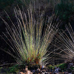 Molinia caerulea