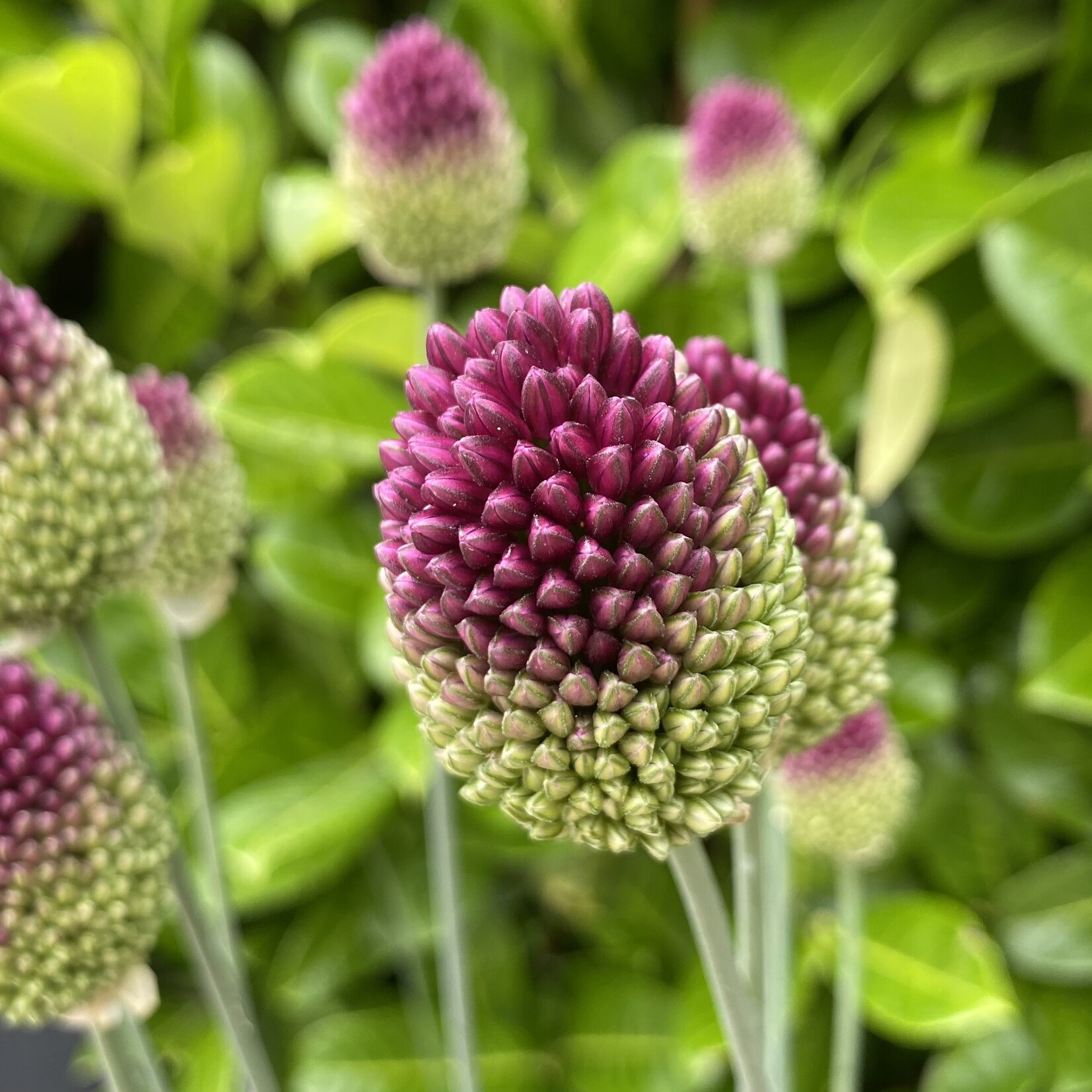 Allium sphaerocephalon