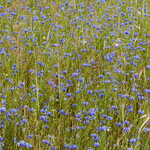 Centaurea cyanus