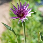 Tragopogon porrifolius