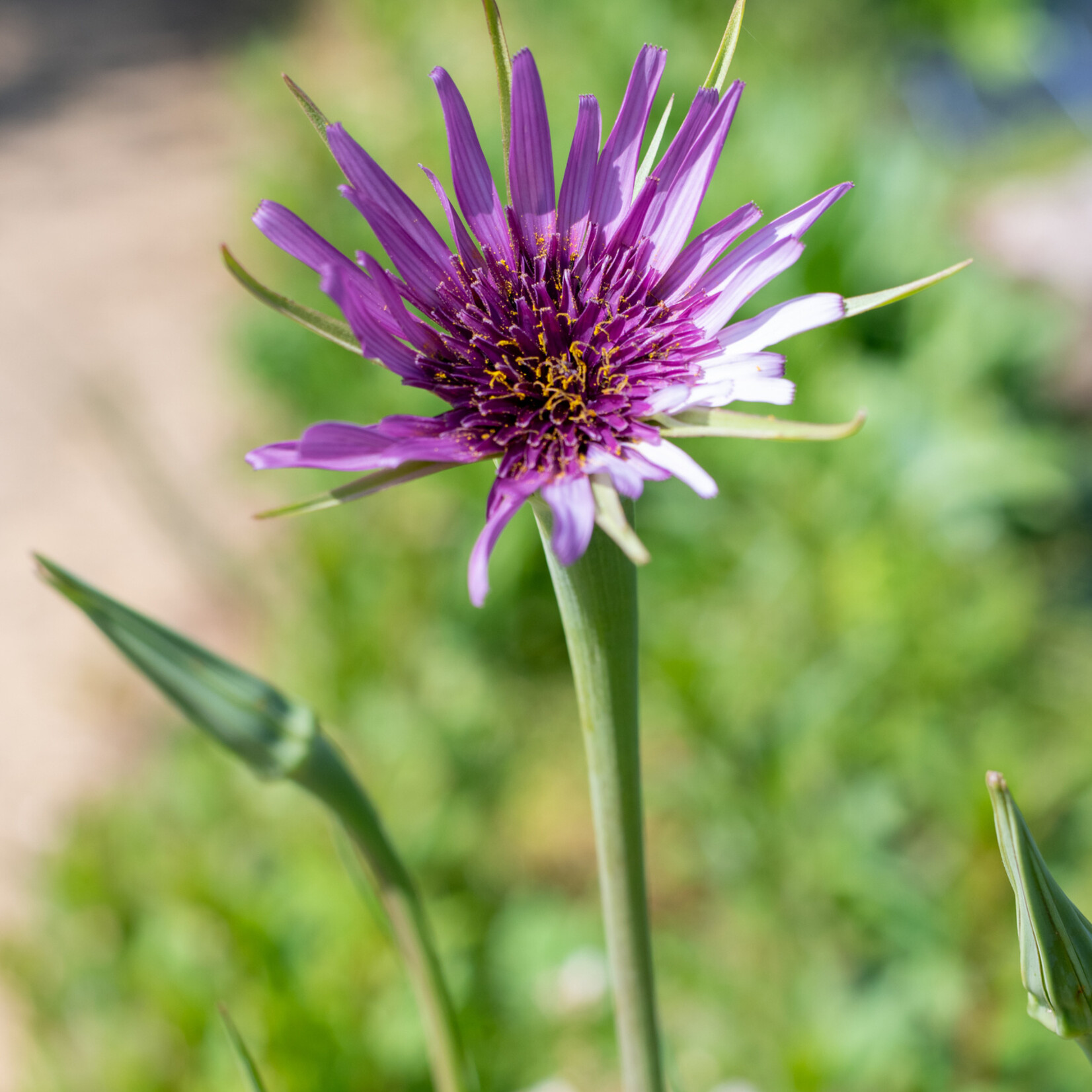 Tragopogon porrifolius - paarse morgenster