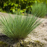 Corynephorus canescens