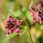 Potentilla palustris (= Comarum palustre)